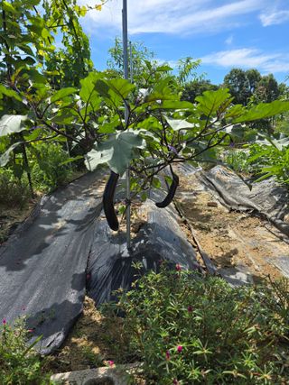 임기억님의 파 · 영농일지 작성글 사진