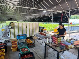 연재홍님의 토마토 · 영농일지 작성글 사진