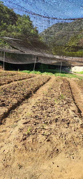 최군환님의 참깨 · 영농일지 작성글 사진