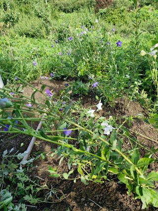 매실향기차향기님의 매실 · 영농일지 작성글 사진