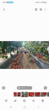 팜모닝 고추·영농일지 게시글 이미지