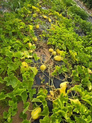 임기억님의 파 · 영농일지 작성글 사진