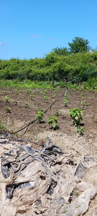 김 연님의 기타작물 · 영농일지 작성글 사진