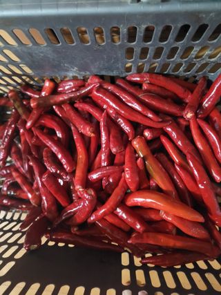 뚜비맘님의 오이 · 영농일지 작성글 사진