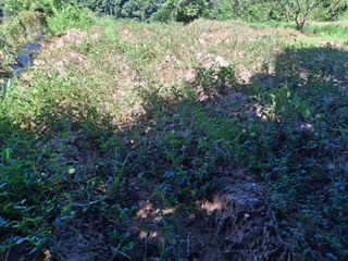 형남영님의 기타작물 · 영농일지 작성글 사진