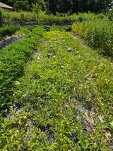 팜모닝 파·영농일지 게시글 이미지