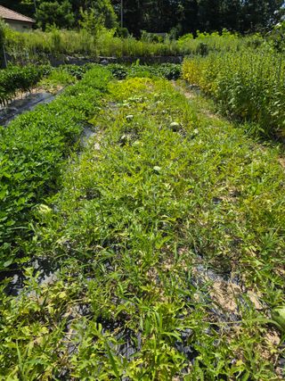 임기억님의 파 · 영농일지 작성글 사진