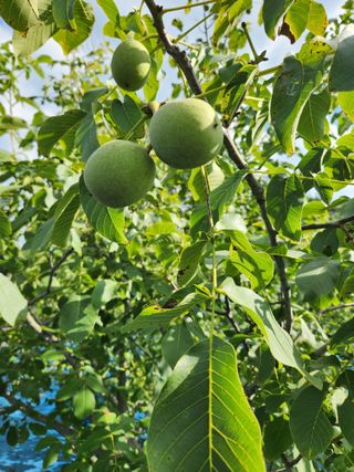 김영옥님의 기타작물 · 영농일지 작성글 사진