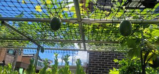 신영식님의 기타작물 · 영농일지 작성글 사진