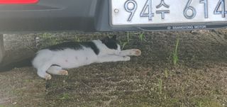 박상중님의 참깨 · 영농일지 작성글 사진