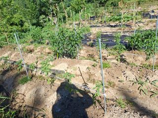 형남영님의 기타작물 · 영농일지 작성글 사진