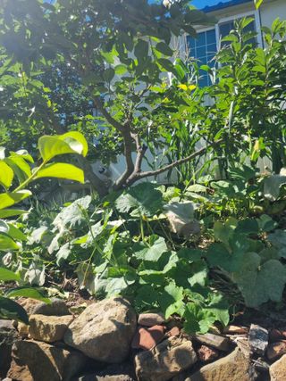 김용대님의 기타작물 · 영농일지 작성글 사진