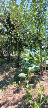 팜모닝 기타작물·영농일지 게시글 이미지