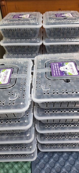 김숙희님의 블루베리 · 영농일지 작성글 사진