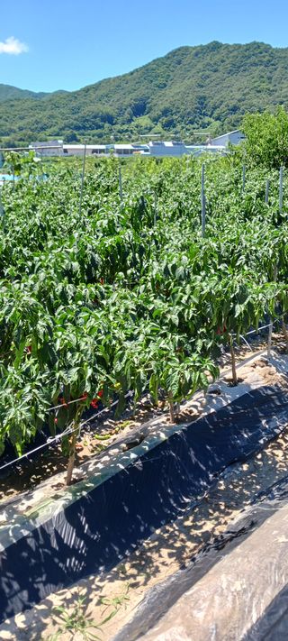 김 연님의 기타작물 · 영농일지 작성글 사진