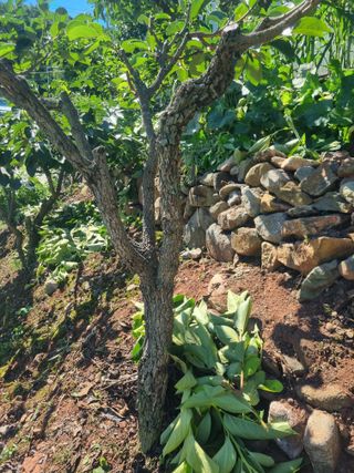 김용대님의 기타작물 · 영농일지 작성글 사진