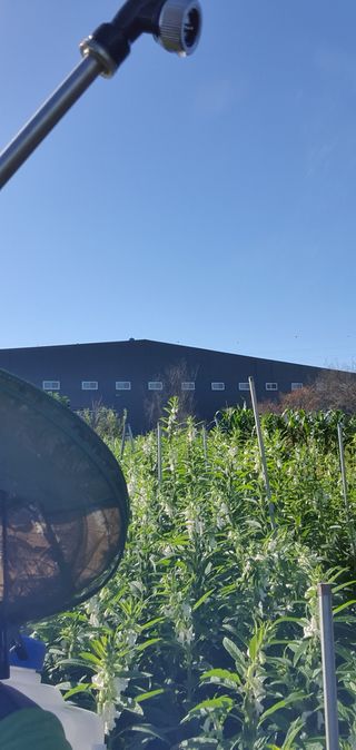 전주이상권님의 참깨 · 영농일지 작성글 사진