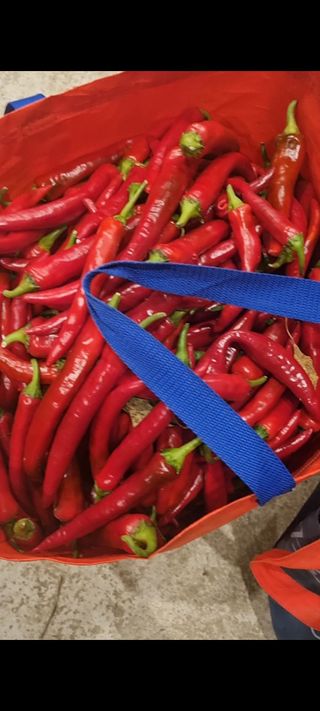 원인호님의 고추 · 영농일지 작성글 사진