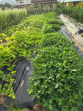 임기억님의 파 · 영농일지 작성글 사진