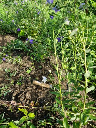 매실향기차향기님의 매실 · 영농일지 작성글 사진