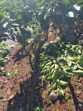 김용대님의 기타작물 · 영농일지 작성글 사진