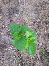 팜모닝 들깨·영농일지 게시글 이미지