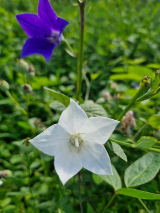 매실향기차향기님의 매실 · 영농일지 작성글 사진