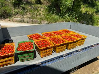 연재홍님의 토마토 · 영농일지 작성글 사진