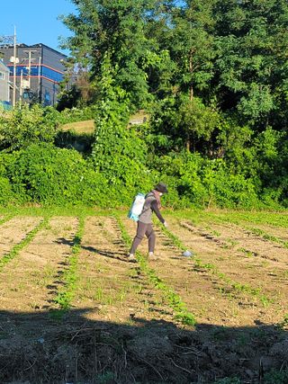 이혜정님의 들깨 · 영농일지 작성글 사진