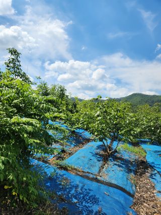 김영옥님의 기타작물 · 영농일지 작성글 사진