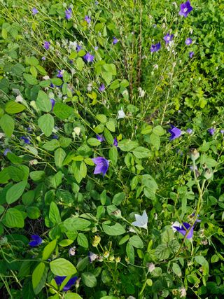 매실향기차향기님의 매실 · 영농일지 작성글 사진