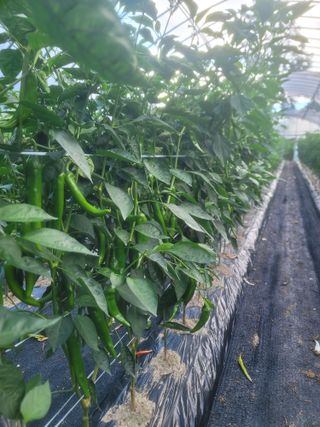 박래문님의 고추 · 영농일지 작성글 사진