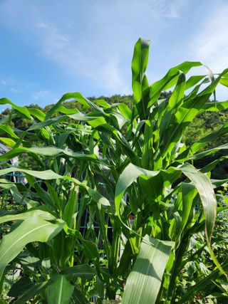 김영옥님의 기타작물 · 영농일지 작성글 사진