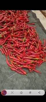 팜모닝 고추·영농일지 게시글 이미지