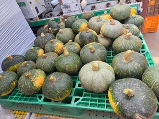 장안님의 호박 · 영농일지 작성글 사진