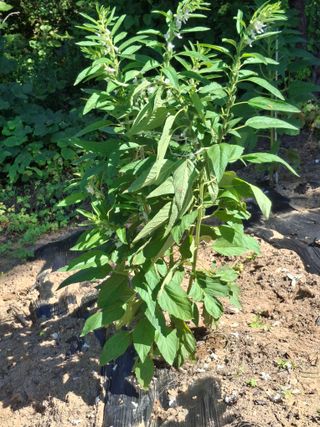 형남영님의 기타작물 · 영농일지 작성글 사진