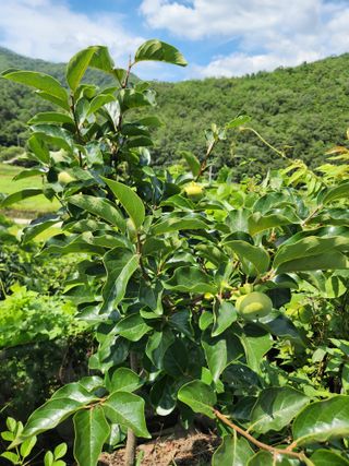 김영옥님의 기타작물 · 영농일지 작성글 사진