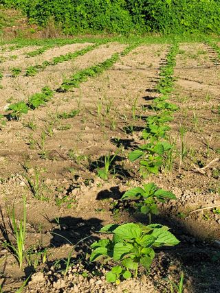 이혜정님의 들깨 · 영농일지 작성글 사진
