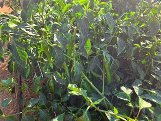 김영회님의 기타작물 · 영농일지 작성글 사진