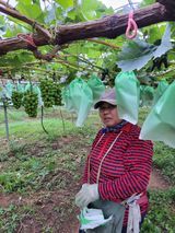 팜모닝 포도·영농일지 게시글 이미지