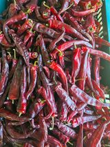 팜모닝 고추·영농일지 게시글 이미지