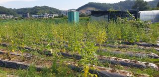 Kns4324님의 기타작물 · 영농일지 작성글 사진