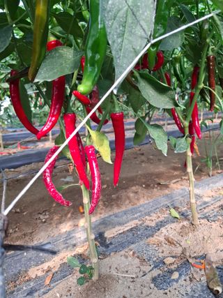 들깨 자색마 고추님의 고추 · 영농일지 작성글 사진