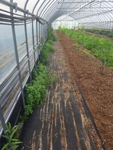 팜모닝 블루베리·영농일지 게시글 이미지