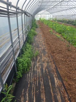 땍은이님의 블루베리 · 영농일지 작성글 사진