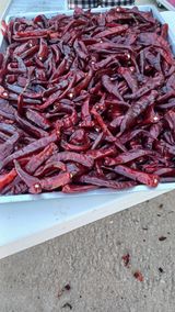 팜모닝 고추·영농일지 게시글 이미지