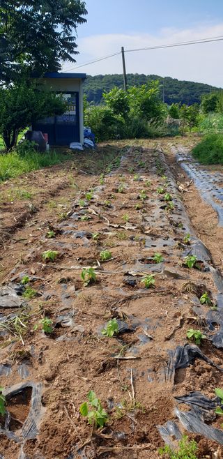 Kns4324님의 기타작물 · 영농일지 작성글 사진