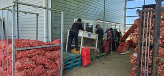 구춘봉님의 마늘 · 영농일지 작성글 사진