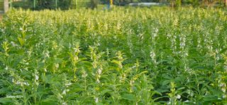 최갑수 님의 참깨 · 영농일지 작성글 사진