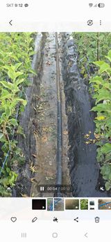 팜모닝 기타작물·영농일지 게시글 이미지